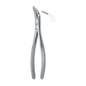 Witzel Root Fragments